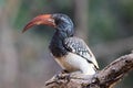 Portrait of a beautifull Northern red-billed hornbill, with huge beak sitting on the branch. Namibia. Africa Royalty Free Stock Photo