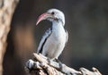 Portrait of a beautifull Northern red-billed hornbill, with huge beak sitting on the branch. Namibia. Africa Royalty Free Stock Photo