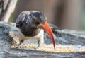 Portrait of a beautifull Northern red-billed hornbill, with huge beak sitting on the branch. Namibia. Africa Royalty Free Stock Photo