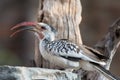 Portrait of a beautifull Northern red-billed hornbill, with huge beak sitting on the branch. Namibia. Africa Royalty Free Stock Photo