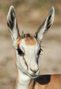 Young springbok portrait