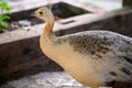 Portrait of beauty female peacock bird. Common Peafowl white Peahen resting and enjoys in nice sunny day.