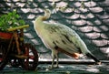 Portrait of beauty female peacock bird. Common Peafowl white Peahen on rooftop enjoys in nice sunny day. Royalty Free Stock Photo