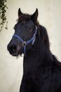 Portrait beauty foal - friesian horse stallion Royalty Free Stock Photo