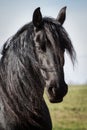 Portrait beauty friesian horse Royalty Free Stock Photo