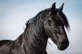 Portrait beauty friesian horse Royalty Free Stock Photo