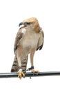 Portrait of beauty hawk Royalty Free Stock Photo