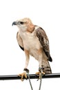 Portrait of beauty hawk Royalty Free Stock Photo