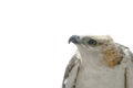 Portrait of beauty hawk Royalty Free Stock Photo