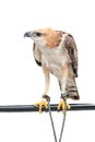Portrait of beauty hawk Royalty Free Stock Photo