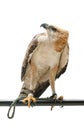 Portrait of beauty hawk Royalty Free Stock Photo