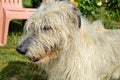 Portrait of beauty Irish wolfhound dog posing in the garden Royalty Free Stock Photo