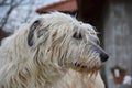 Portrait of beauty Irish wolfhound dog posing in the garden Royalty Free Stock Photo