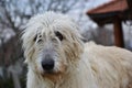 Portrait of beauty Irish wolfhound dog posing in the garden Royalty Free Stock Photo