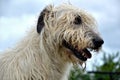 Portrait of beauty Irish wolfhound dog posing in the garden Royalty Free Stock Photo