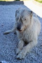 Portrait of beauty Irish wolfhound dog posing in the garden. Dog lying on the ground Royalty Free Stock Photo