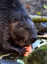 Portrait of a Beaver Royalty Free Stock Photo