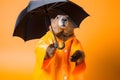 Portrait of a beaver wearing a raincoat and an umbrella in studio, colorful background. Autumn concept. Generative AI