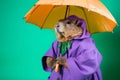 Portrait of a beaver wearing a raincoat and an umbrella in studio, colorful background. Autumn concept. Generative AI