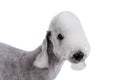 Portrait of Bedlington Terrier dog on a white background Royalty Free Stock Photo