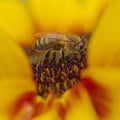 Portrait of a Bee Royalty Free Stock Photo