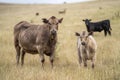 portrait of beef Cows grazing on green grass in spring, in Australia. milking cow in a field on an agriculture farm Royalty Free Stock Photo