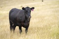 portrait of beef Cows grazing on green grass in spring, in Australia. milking cow in a field on an agriculture farm Royalty Free Stock Photo