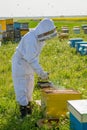 Beekeeper at work during spring time protected by costume