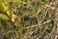 Portrait of a beetle in the wild close-up. Insects, zoology, biology, entomology, species Royalty Free Stock Photo