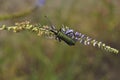 Portrait of a beetle in the wild close-up. Insects, zoology, biology, entomology, species Royalty Free Stock Photo