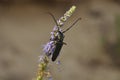 Portrait of a beetle in the wild close-up. Insects, zoology, biology, entomology, species Royalty Free Stock Photo