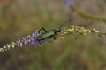 Portrait of a beetle in the wild close-up. Insects, zoology, biology, entomology, species Royalty Free Stock Photo