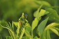 Portrait of a beetle in the wild close-up. Insects, zoology, biology, entomology, species Royalty Free Stock Photo