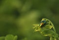 Portrait of a beetle in the wild close-up. Insects, zoology, biology, entomology, species Royalty Free Stock Photo