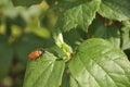 Portrait of a beetle in the wild close-up. Insects, zoology, biology, entomology, species Royalty Free Stock Photo