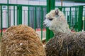 Portrait of beige alpaca at agricultural animal exhibition - close up view