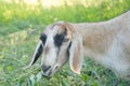 Portrait of a beige and black goat in shade on a meadow Royalty Free Stock Photo