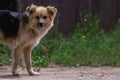 Portrait of the beige and black rustic dog, staying  on the footpath. Dog is looking straight to the lense. Steel fence and grass Royalty Free Stock Photo