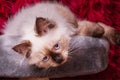 A kitten of the Neva Masquerade breed on a gray couch. Portrait of a beige and brown kitten indoors