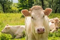 Portrait of a beige cow Royalty Free Stock Photo