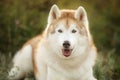 Portrait of beige and white siberian husky dog with brown eyes in the field at sunset in bright fall Royalty Free Stock Photo