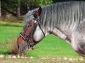 Portrait of Belgian draught horse. Royalty Free Stock Photo