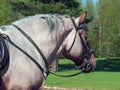 Portrait of Belgian draught horse. Royalty Free Stock Photo