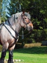 Portrait of Belgian draught horse. Royalty Free Stock Photo