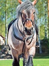 Portrait of Belgian draught horse. Royalty Free Stock Photo