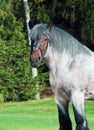 Portrait of Belgian draught horse. Royalty Free Stock Photo