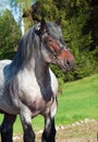 Portrait of Belgian draught stallion. Royalty Free Stock Photo