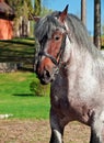 Portrait of Belgian draught stallion.