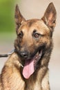 Portrait of Belgian Malinois dog , long ears and brown hair, open mouth, pink tongue, white teeth, blurry green background Royalty Free Stock Photo