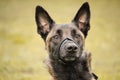 Portrait of the Belgian Malinois shepherd adult with an adjustable muzzle Royalty Free Stock Photo